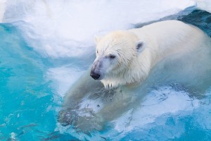 blog-post-polarbear
